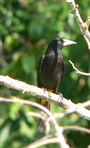 Crested Oropendola